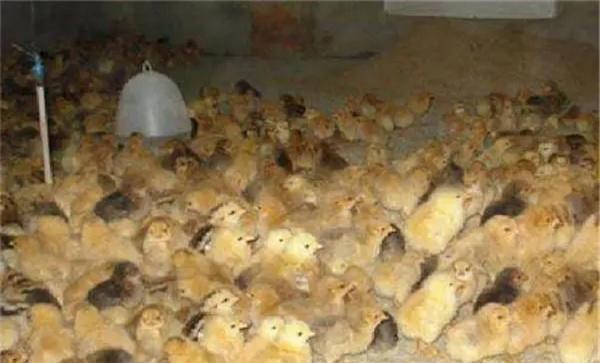 鸡场工作人员如何观察处置饲喂雏鸡