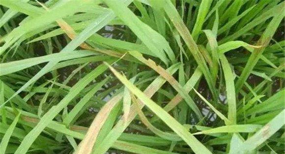 水稻枯心的防治措施