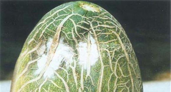 哈密瓜镰刀菌果腐病如何防治