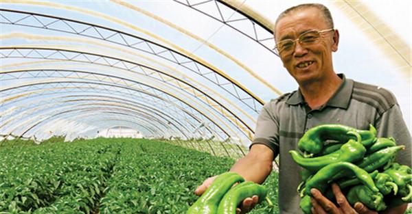 小拱棚短期覆盖栽培辣椒怎样管理?