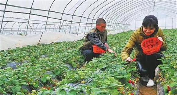 草莓采收方法