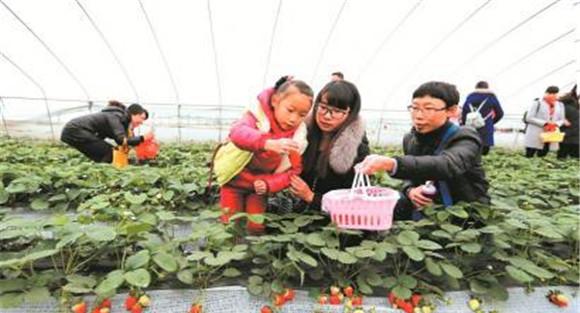 草莓采收注意事项