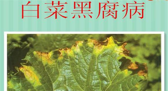 白菜黑腐病
