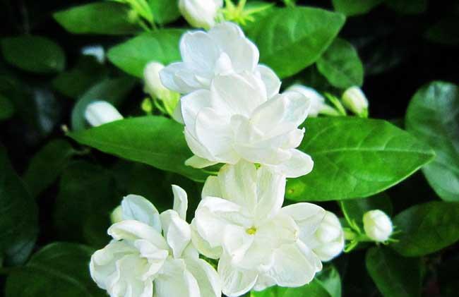 茉莉花养殖方法