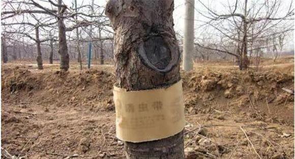 果树休眠期病虫害防治