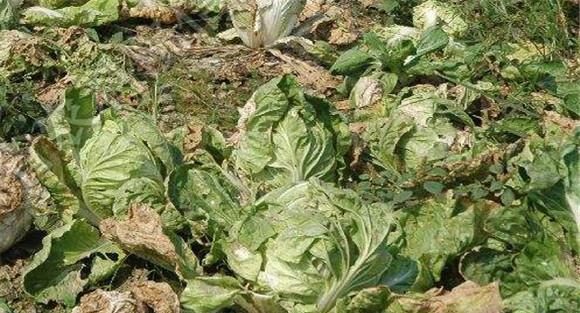 大白菜黑腐病症状