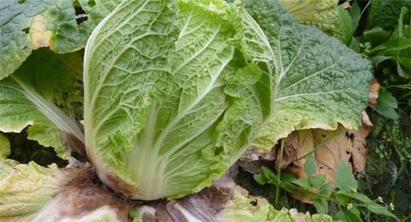 大白菜软腐病防治