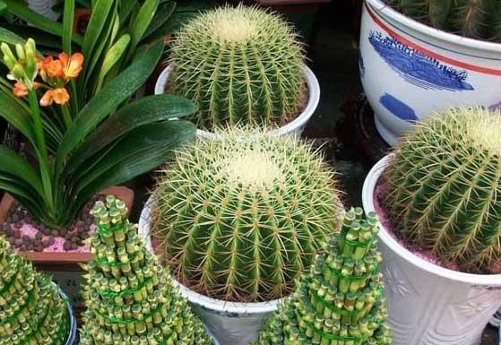 仙人球的功效与作用