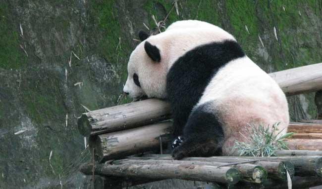 熊的功效与作用