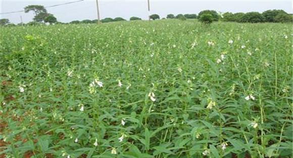 夏芝麻应该如何施肥效果才好