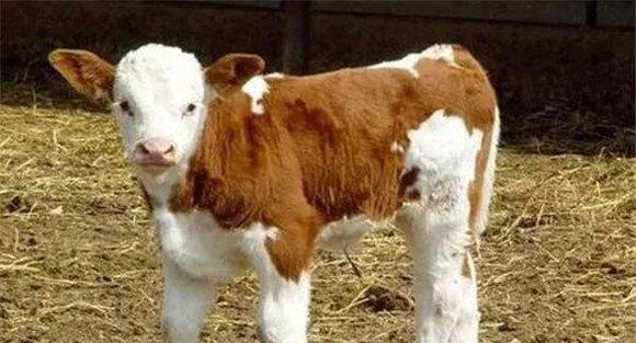 新生牛犊饲养管理注意事项