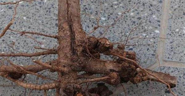 桃树根癌病典型症状