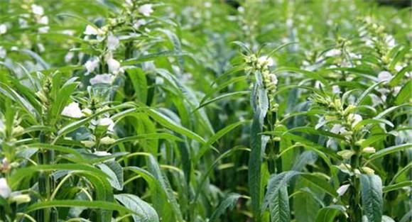 芝麻的浇水时间与方法