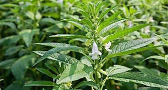 芝麻浇水的注意事项