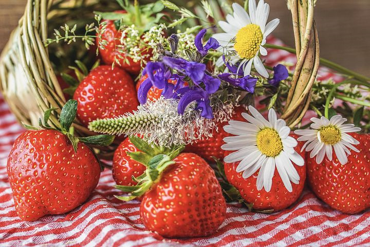 春季要防菠菜霜霉病流行
