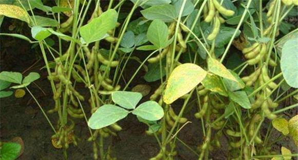 大豆顶枯病打什么药