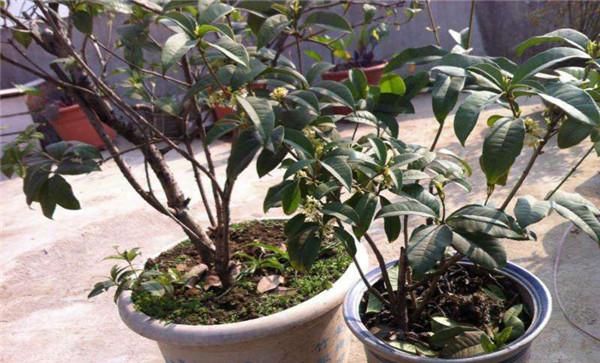 盆栽桂花的光照管理