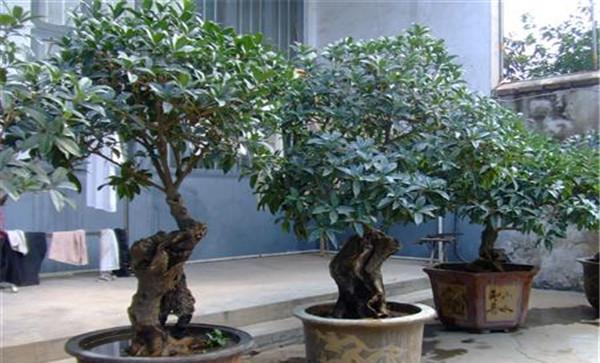 盆栽桂花如何浇水