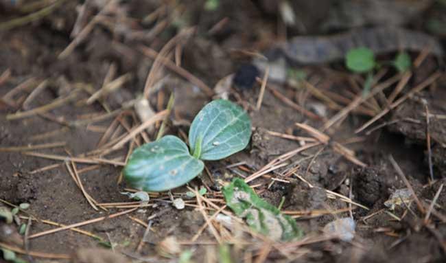 南瓜种植技术