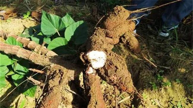 用木薯鲜块喂禽畜为什么会中毒 木薯中毒的症状