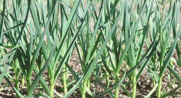 大蒜的田间管理技术及施肥方法
