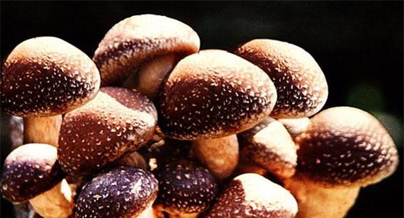 食用菌杂菌的防治技术要点