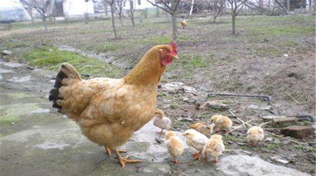 如何让母鸡养陌生的小鸡