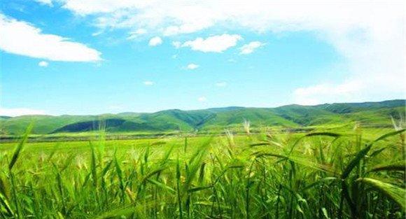 青稞种植地区分布与条件