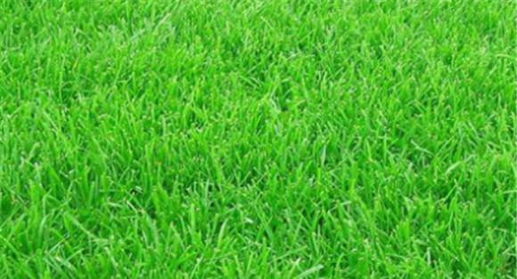 黑麦草播种方法 黑麦草种植技术和方法