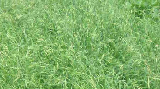 黑麦草种植技术和方法