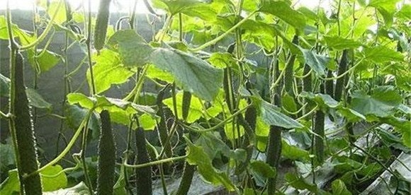 黄瓜苦是什么原因造成的