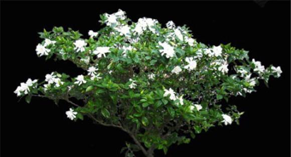 盆栽栀子花的养殖方法，栀子花的养殖方法要点