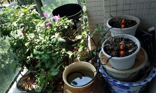 花卉在冬季如何养护