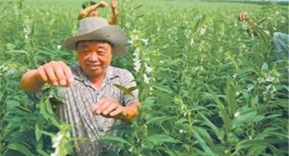 芝麻打顶的原因