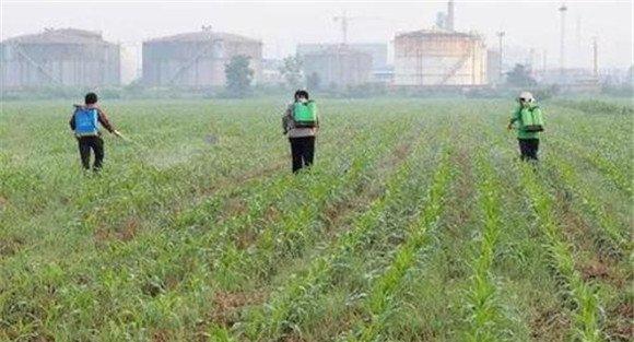 玉米地老虎的防治方法