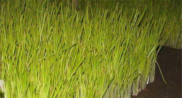 讲究蒜黄的种植方法