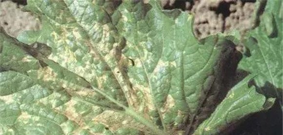 大白菜炭疽病传播途径