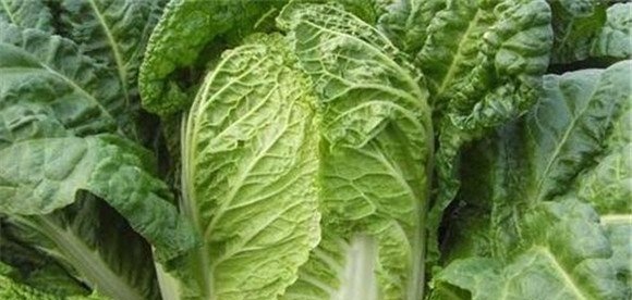 大白菜炭疽病防治方法