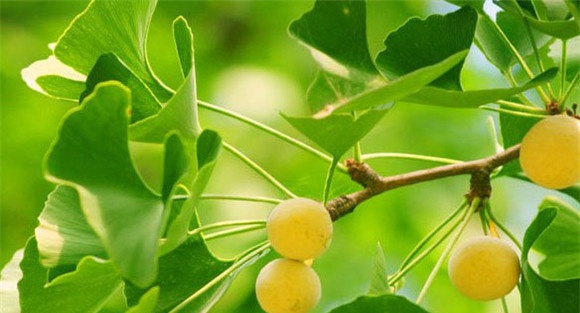 银杏树的资料 银杏树果实与花的特点