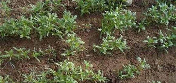 茼蒿的播种方法与技术要求