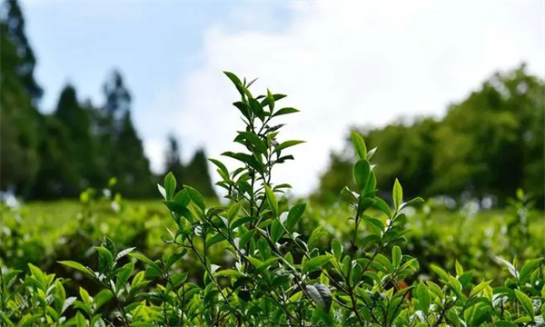 AA级绿色茶园肥料使用应掌握哪些原则