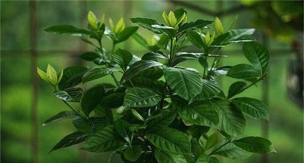 栀子花土壤原因