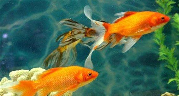 没有水的鱼能活多久