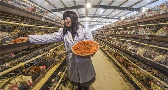 饲料配方的科学性