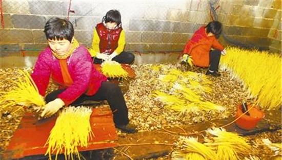蒜黄收割后