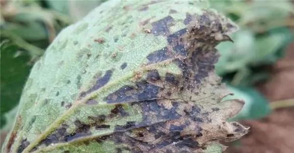 草莓细菌性叶斑病的症状