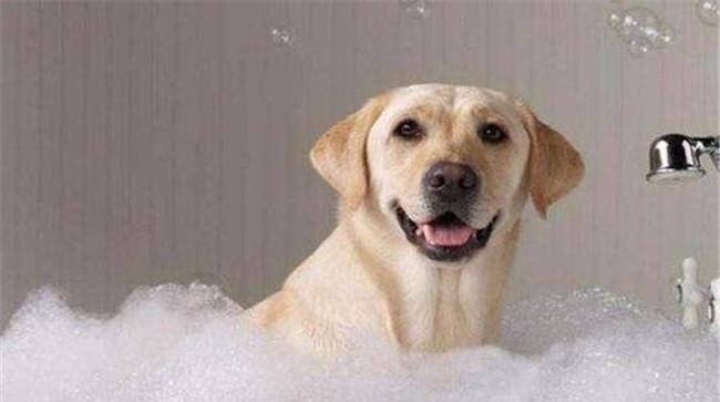 给犬洗澡要注意什么