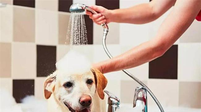 怎样给犬洗澡