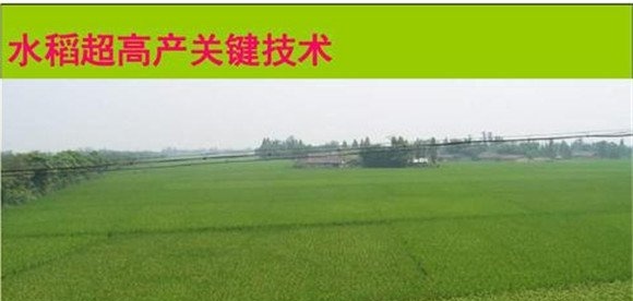 大田高产水稻栽培技术要点