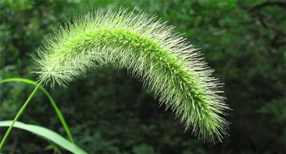 狼尾草的植物学特征